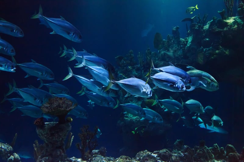 Jacques Cousteau